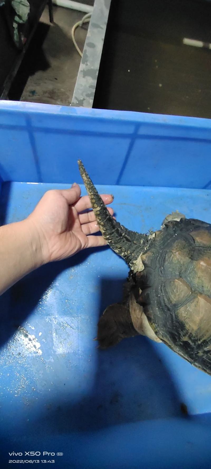 鳄鱼龟种龟，鳄鱼龟苗！鳄鱼龟大厂，鳄鱼龟碌仔！