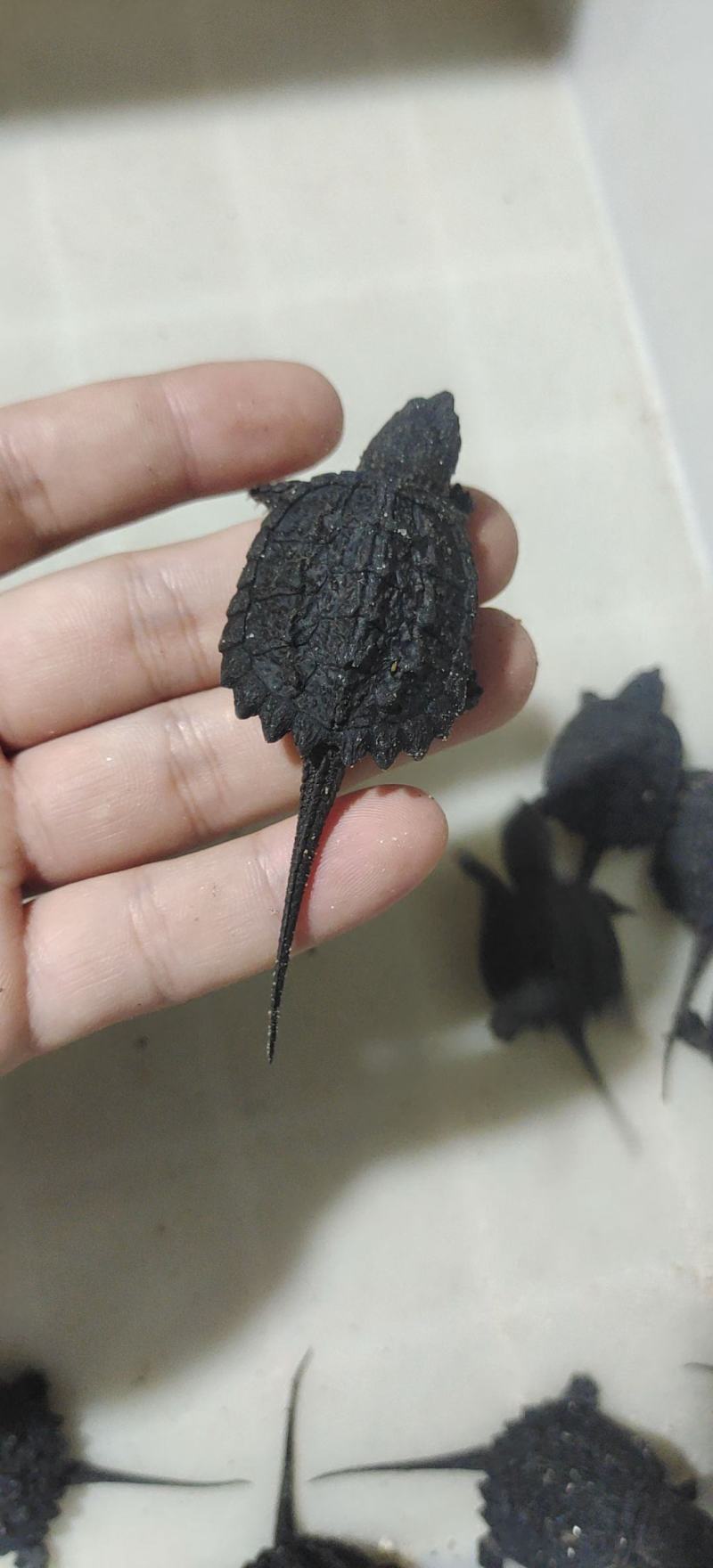 鳄鱼龟种龟，鳄鱼龟苗！鳄鱼龟大厂，鳄鱼龟碌仔！