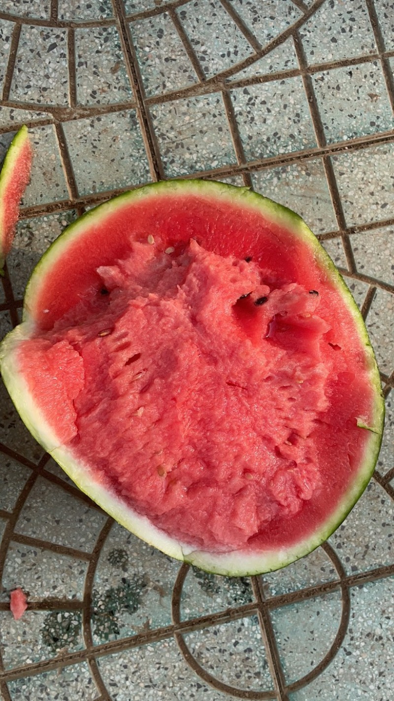 大棚甜王