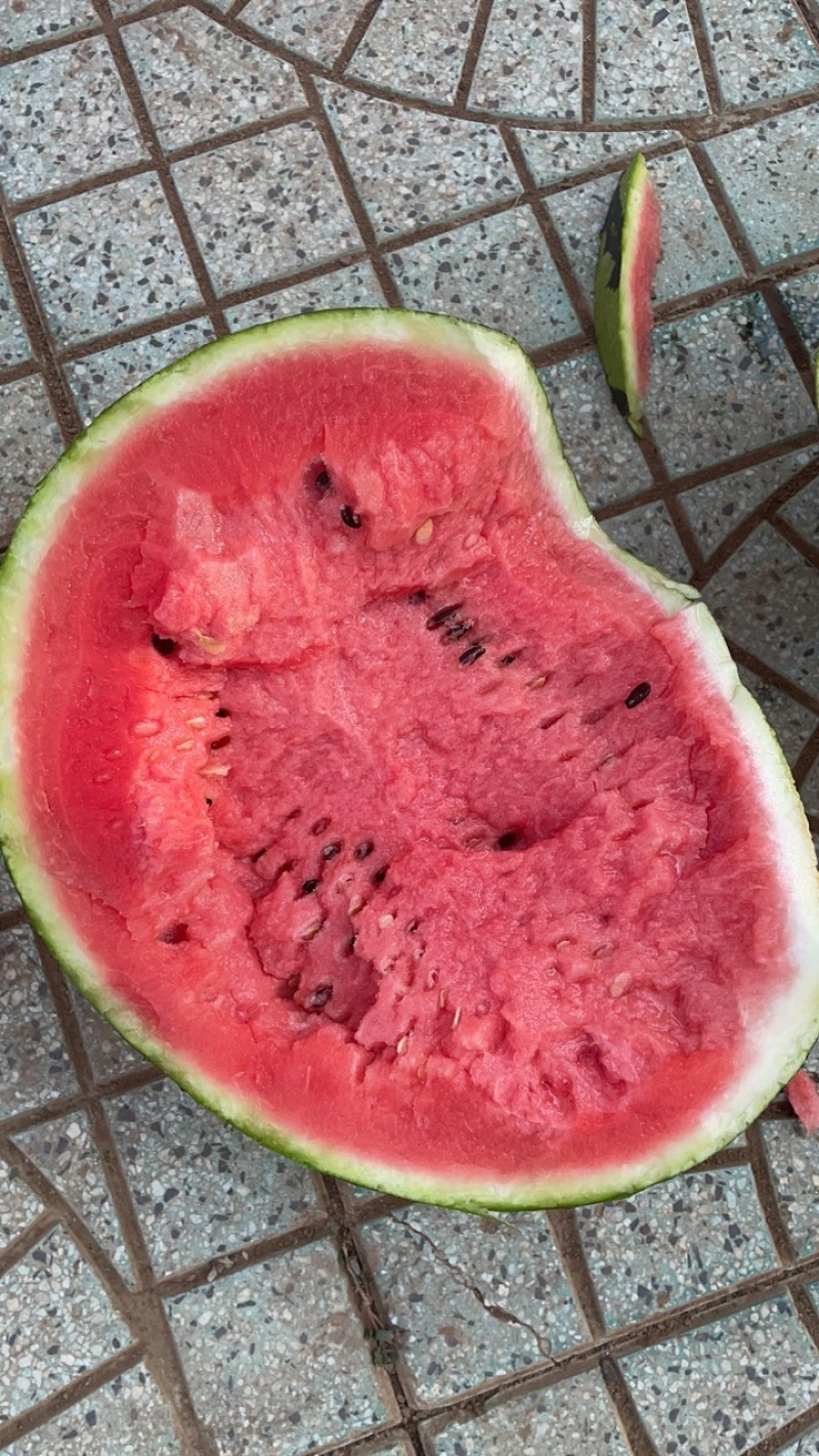 大棚甜王