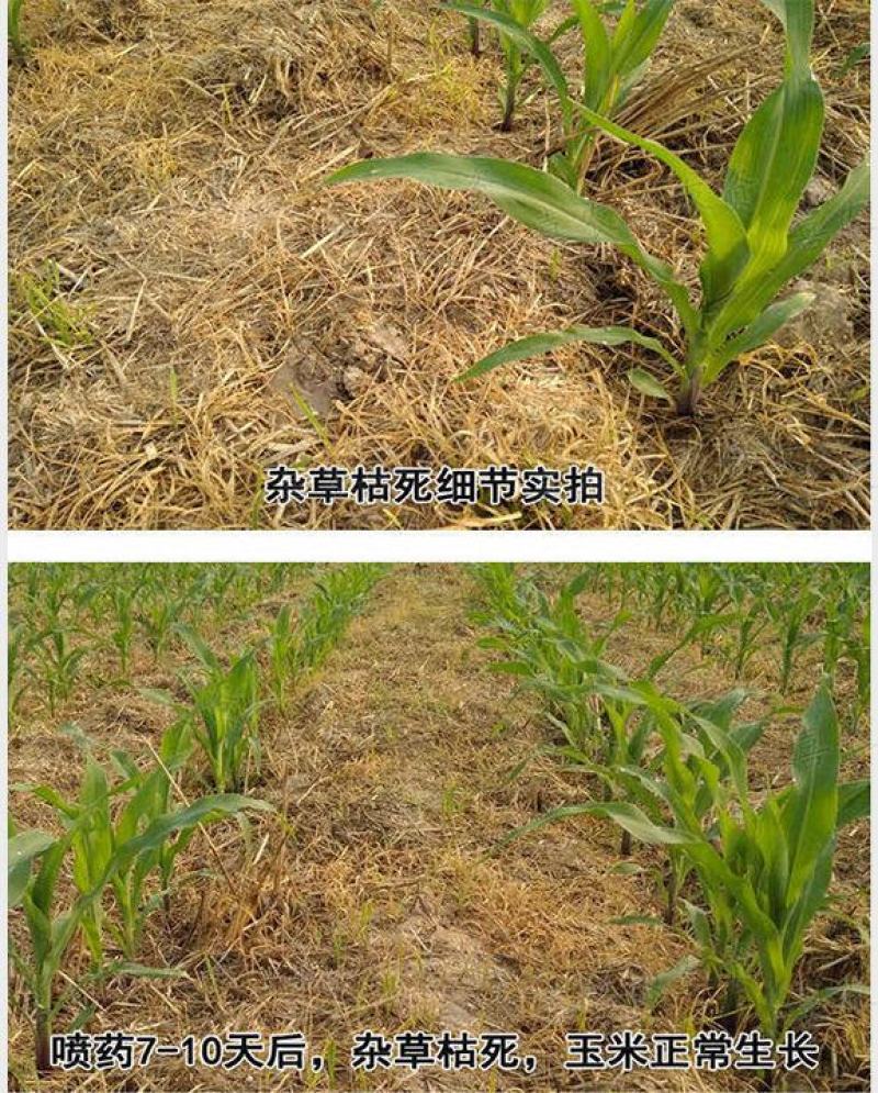 36%硝烟莠去津玉米专用苗后除草剂除禾阔莎草玉米除草剂