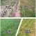 36%硝烟莠去津玉米专用苗后除草剂除禾阔莎草玉米除草剂