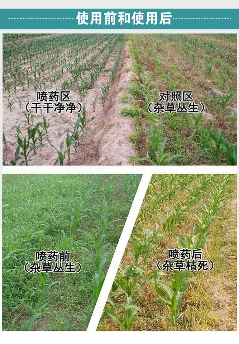36%硝烟莠去津玉米专用苗后除草剂除禾阔莎草玉米除草剂