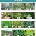 玉米苗后除草剂玉米除草剂36%硝烟莠去津禾阔双除玉米