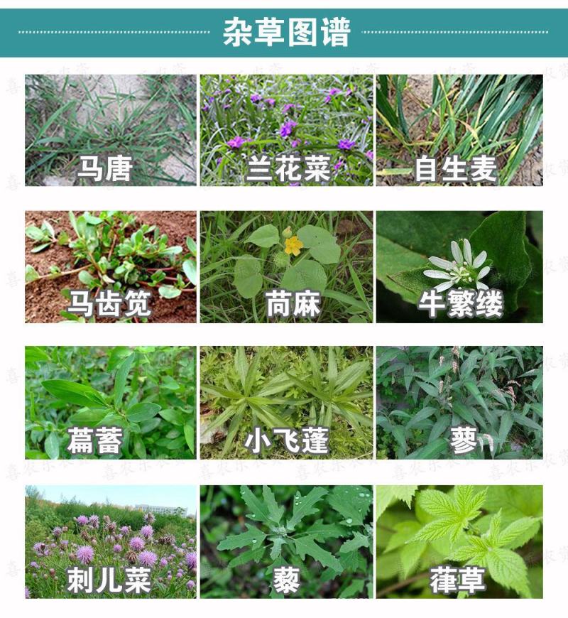 玉米苗后除草剂玉米除草剂36%硝烟莠去津禾阔双除玉米