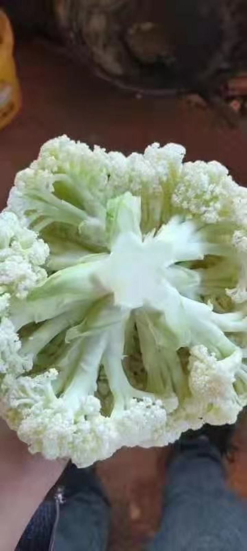 精品松花大量有货，欢迎老板联系