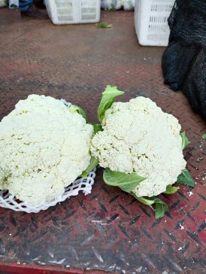 精品松花大量有货，欢迎老板联系