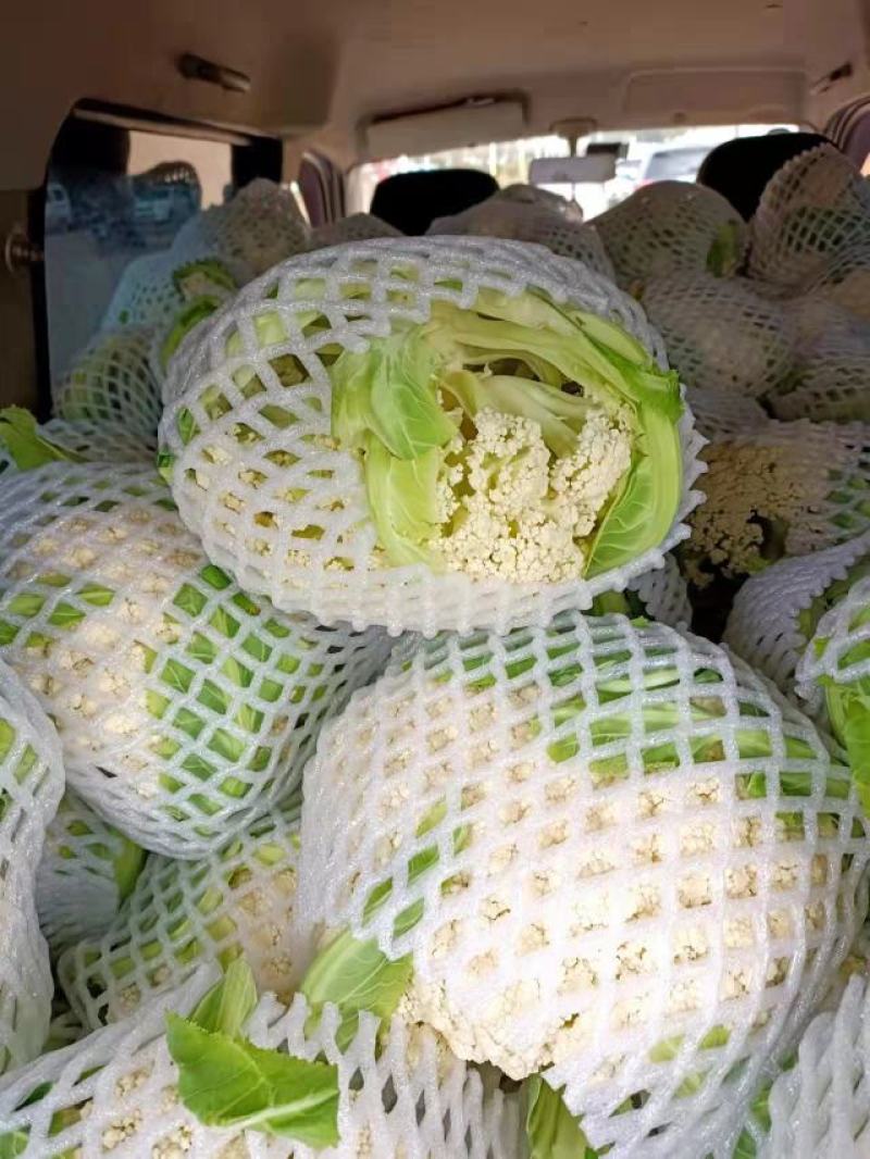 精品松花大量有货，欢迎老板联系