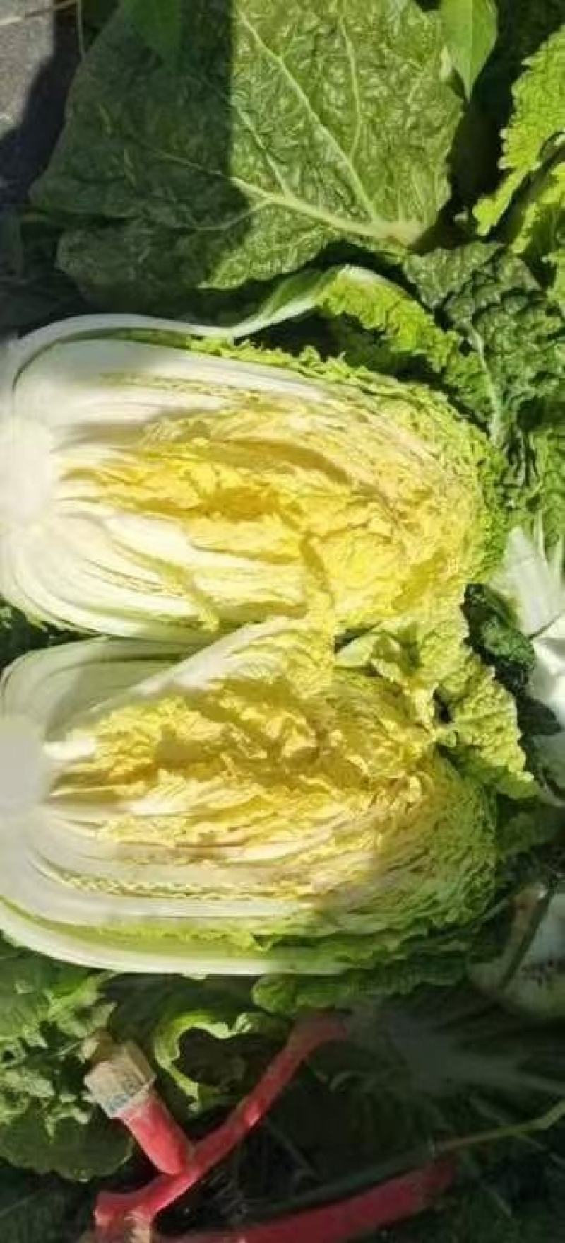 春黄冠黄心大白菜种子抗病软腐病干烧心早熟4公斤心黄