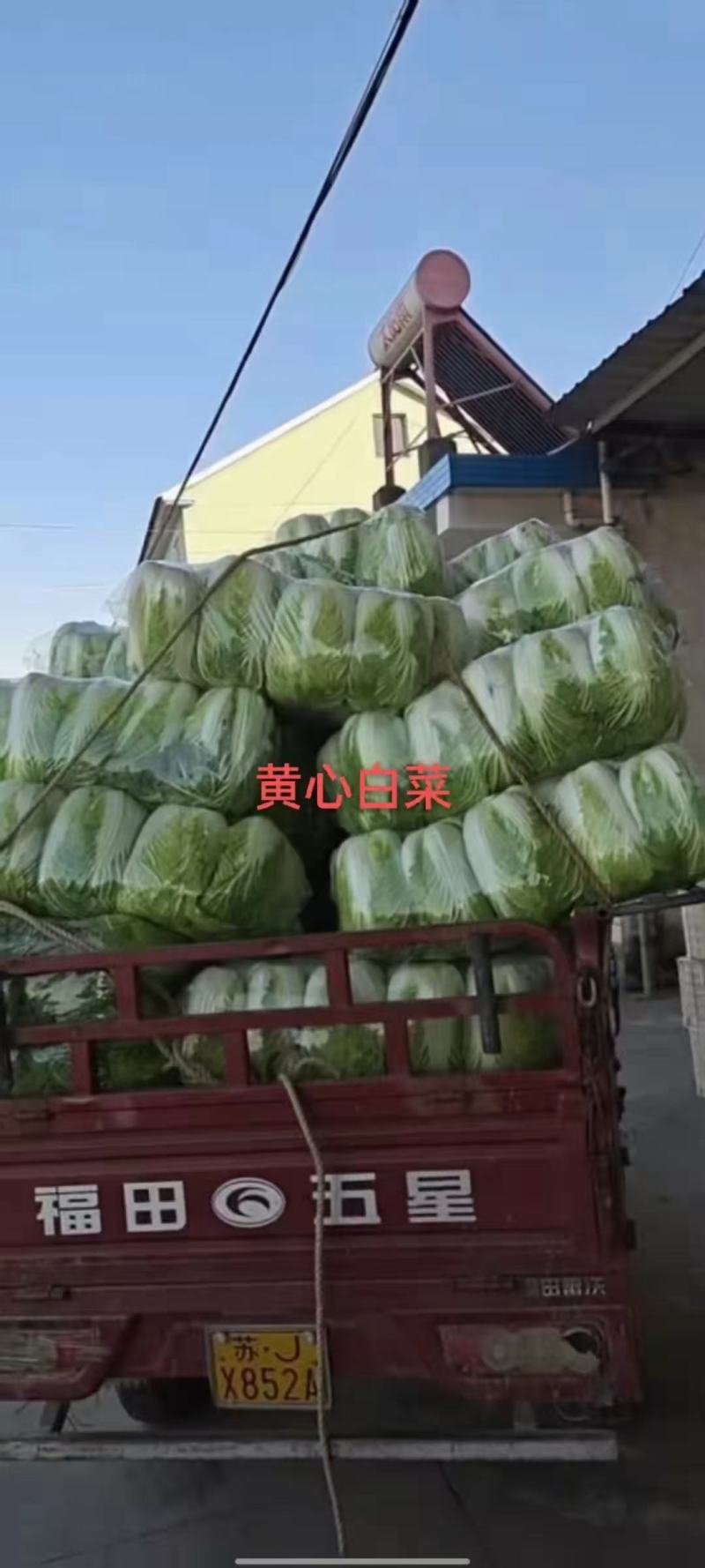 春黄冠黄心大白菜种子抗病软腐病干烧心早熟4公斤心黄