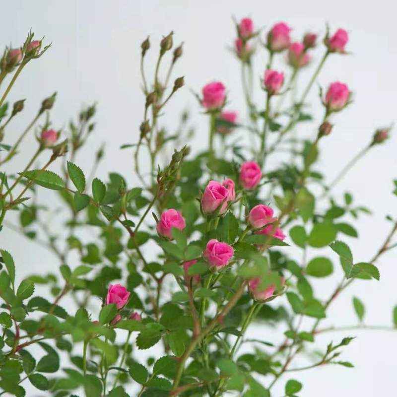 超微月季花苗阳台盆栽微型浓香多头玫瑰庭院四季开花卉植物花