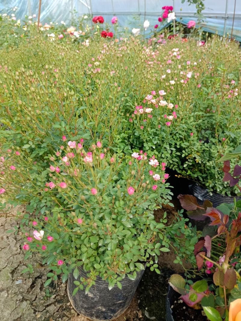 超微月季花苗阳台盆栽微型浓香多头玫瑰庭院四季开花卉植物花