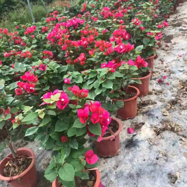 中国红控花三角梅漳州三角梅种植基地苗农低价批发直销