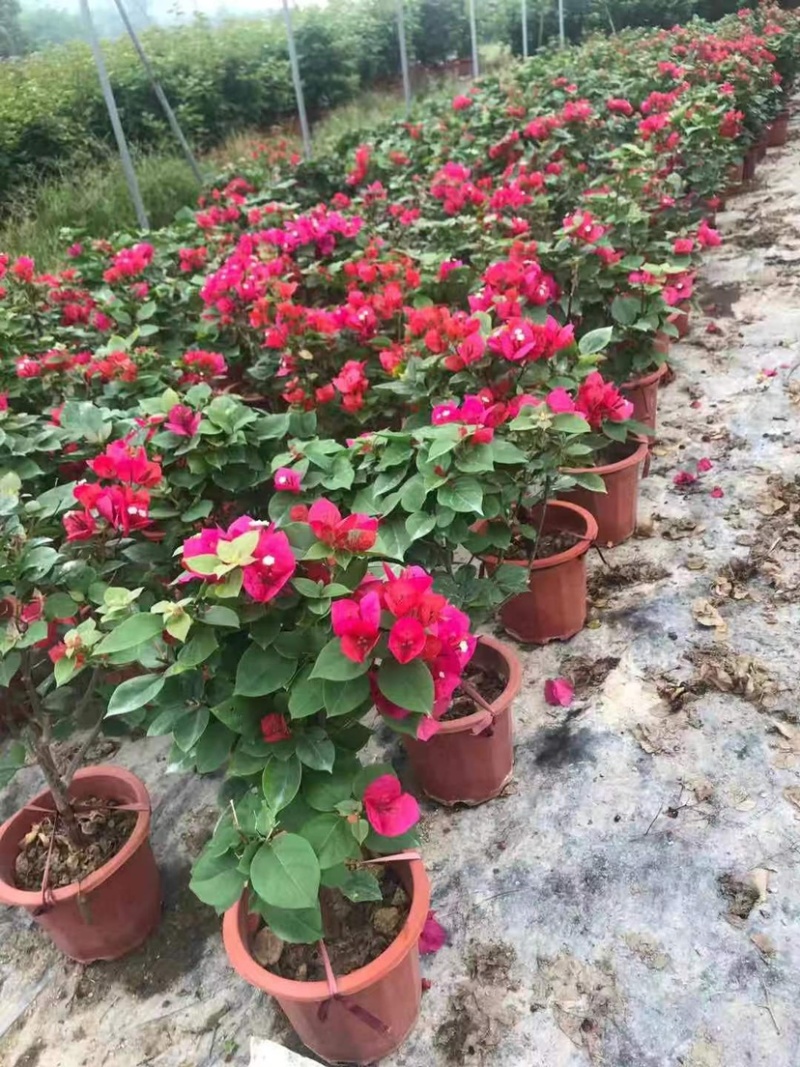 中国红控花三角梅漳州三角梅种植基地苗农低价批发直销