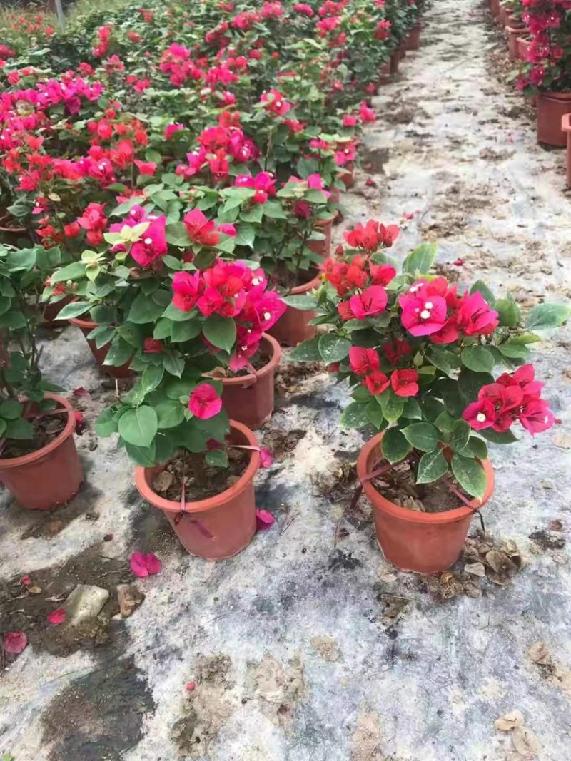 中国红控花三角梅漳州三角梅种植基地苗农低价批发直销