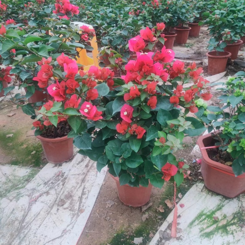 中国红控花三角梅漳州三角梅种植基地苗农低价批发直销