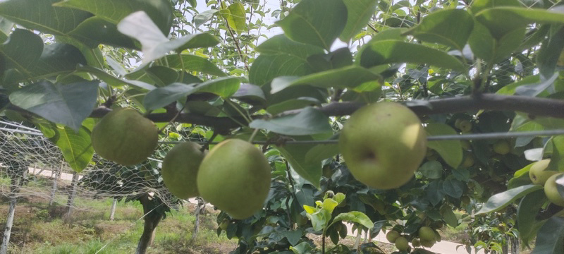 水果，黄花，翠冠，华梨，水份充足，果面靓……