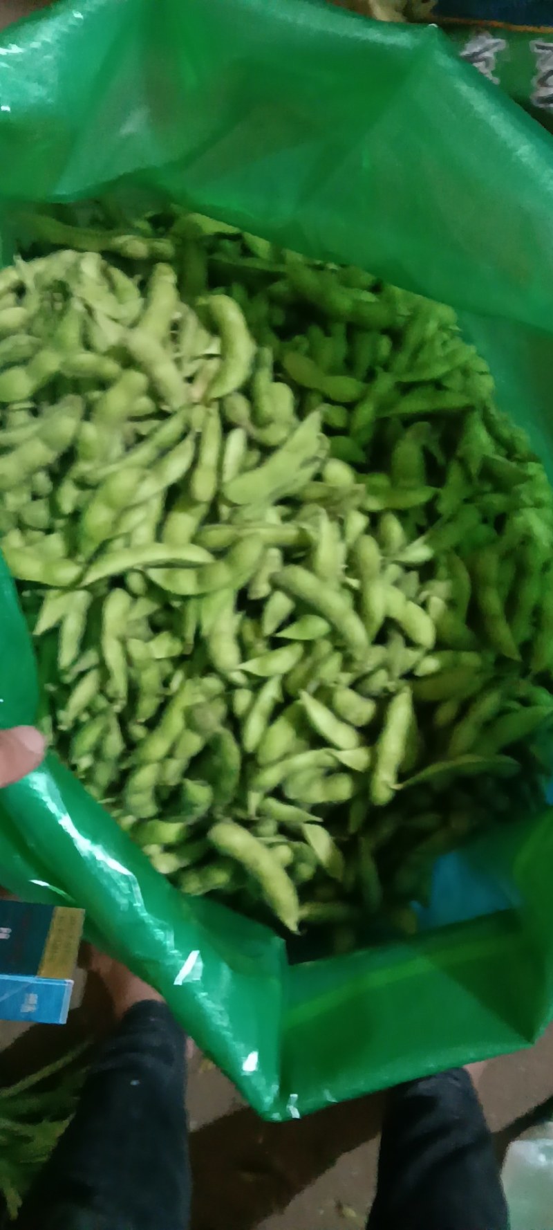大荚翠绿宝