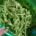大荚翠绿宝