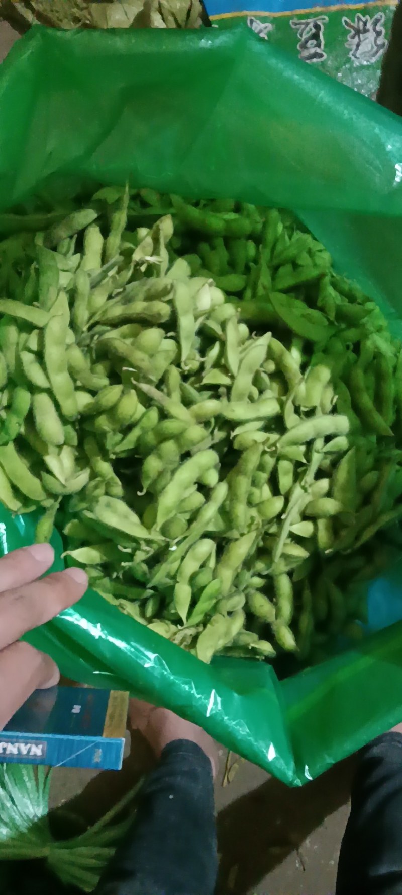 大荚翠绿宝