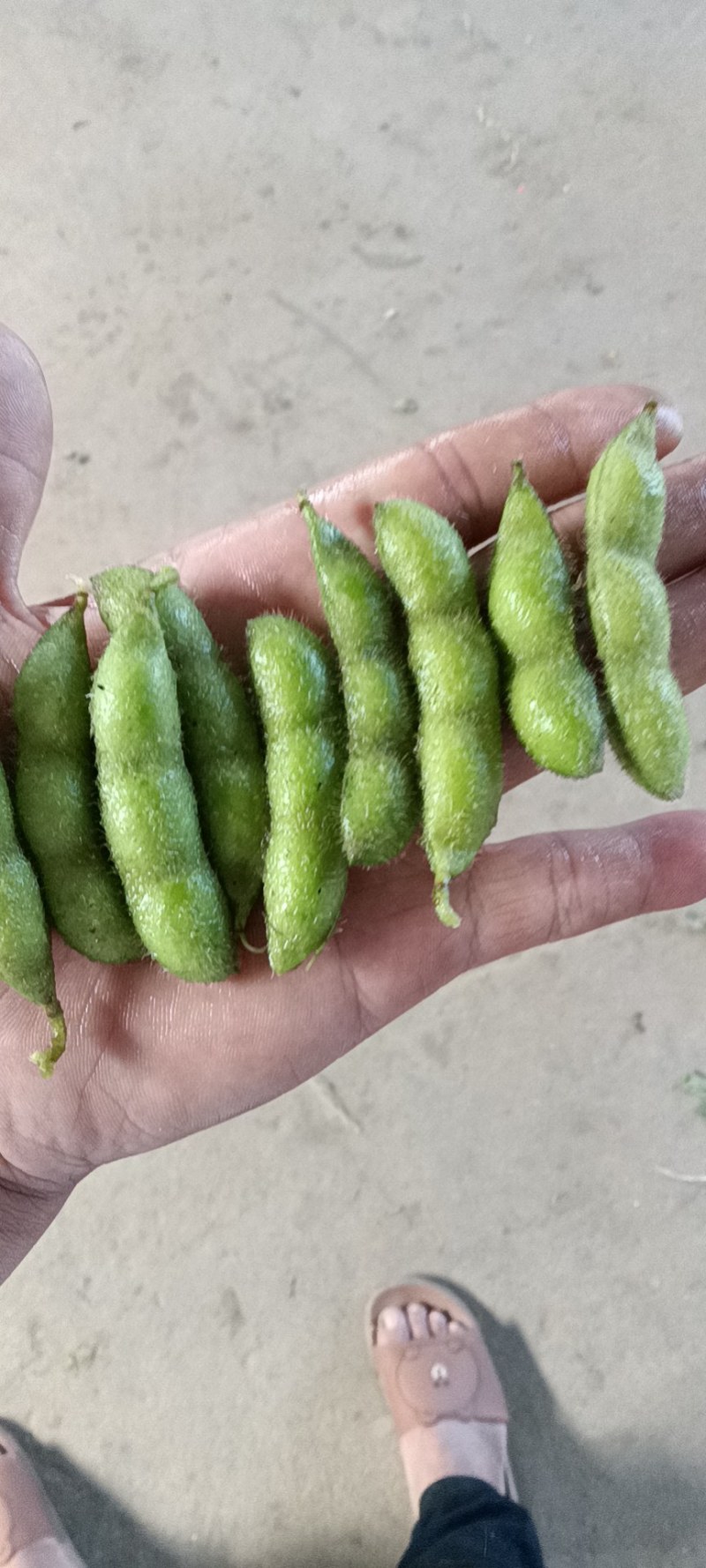 大荚翠绿宝