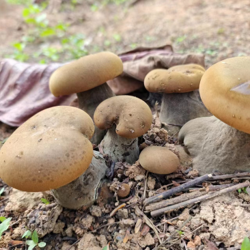 云南西双版纳野生牛肝菌，量大无公害环境生长