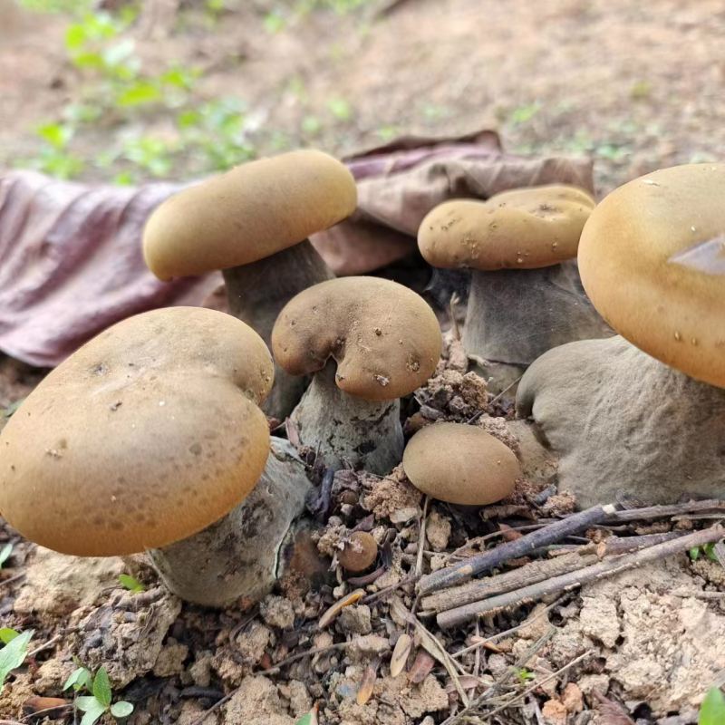 云南西双版纳野生牛肝菌，量大无公害环境生长