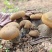 云南西双版纳野生牛肝菌，量大无公害环境生长