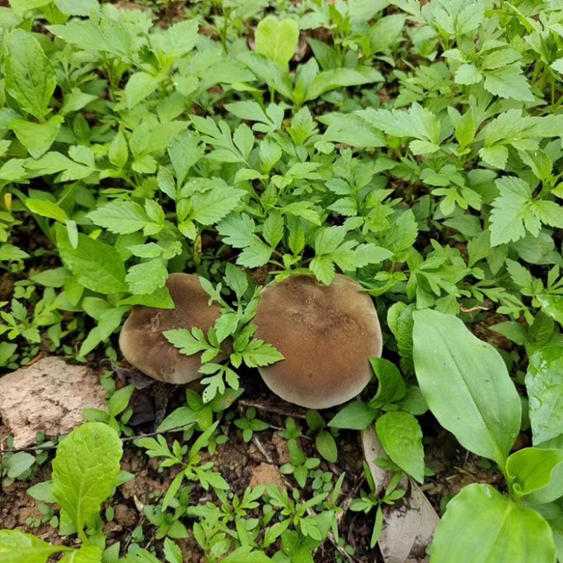 云南西双版纳野生牛肝菌，量大无公害环境生长