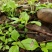 云南西双版纳野生牛肝菌，量大无公害环境生长
