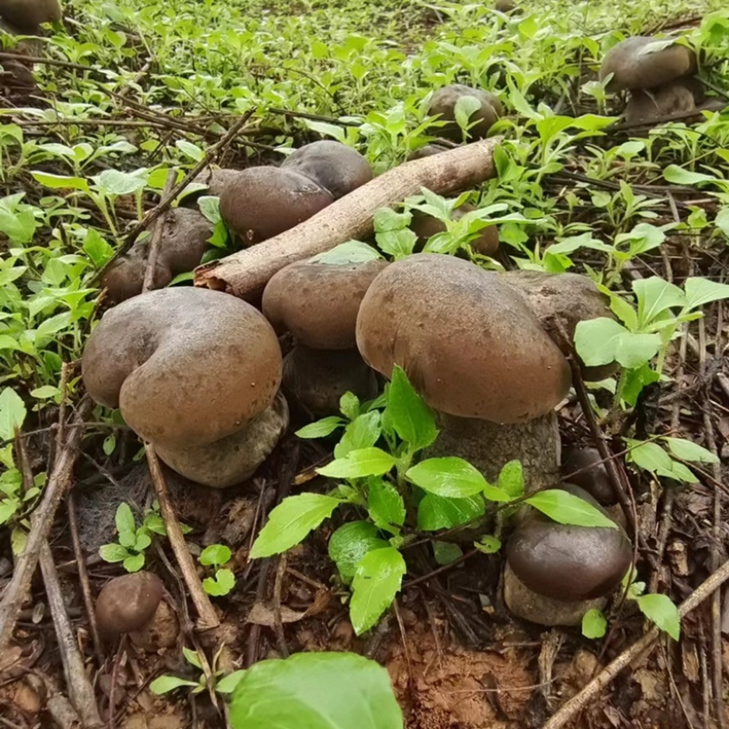 云南西双版纳野生牛肝菌，量大无公害环境生长