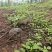 云南西双版纳野生牛肝菌，量大无公害环境生长