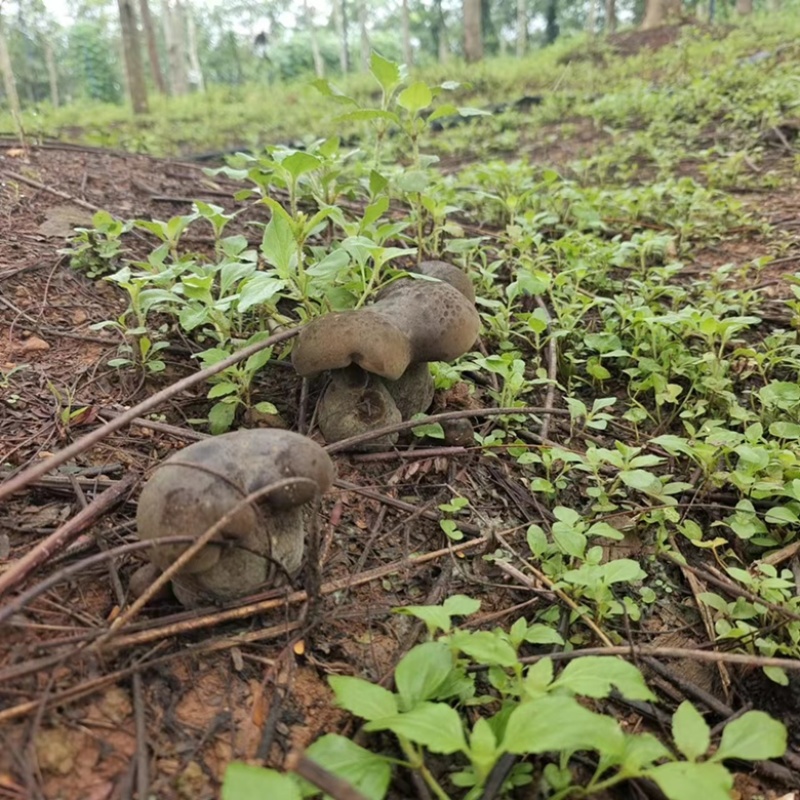 云南西双版纳野生牛肝菌，量大无公害环境生长