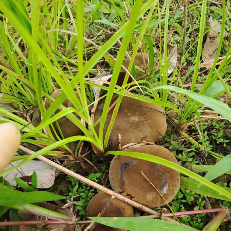 云南西双版纳野生牛肝菌，量大无公害环境生长