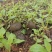 云南西双版纳野生牛肝菌，量大无公害环境生长