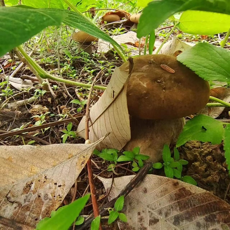 云南西双版纳野生牛肝菌，量大无公害环境生长