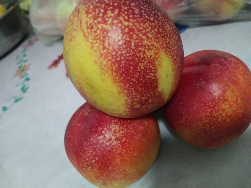 山西中油18号