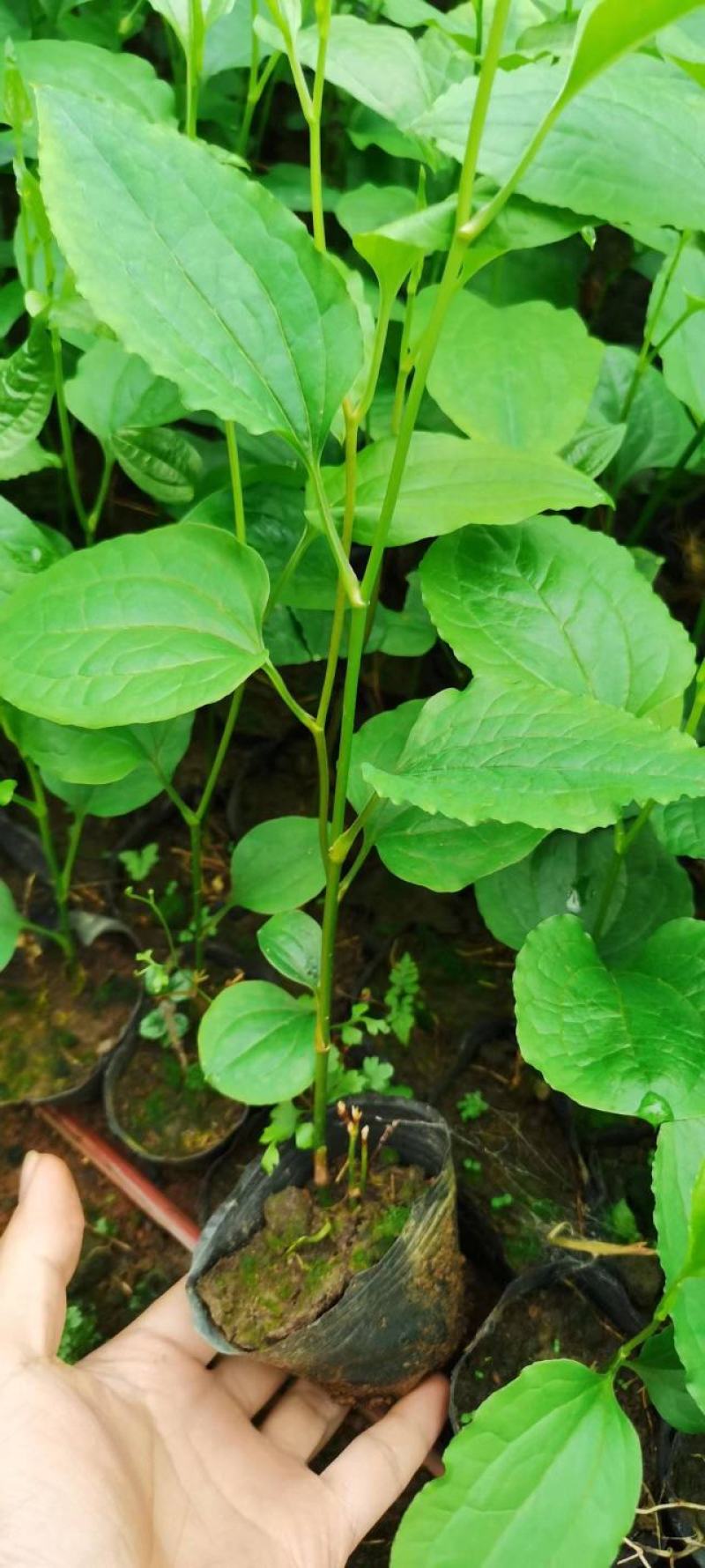 牛尾菜牛尾蕨牛尾菜根干货牛尾蕨干货