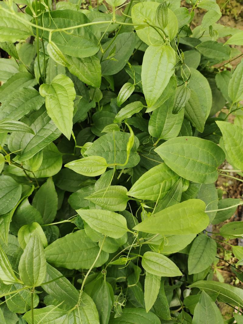 牛尾菜牛尾蕨牛尾菜根干货牛尾蕨干货