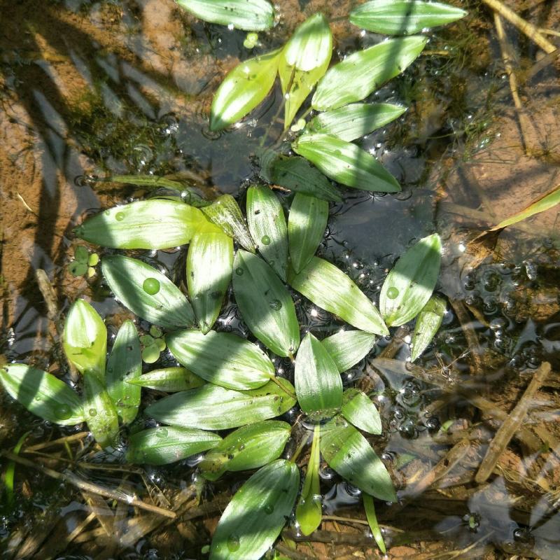 水上漂，水案板，浅水绿化水生植物，可入药，自然生长无化肥