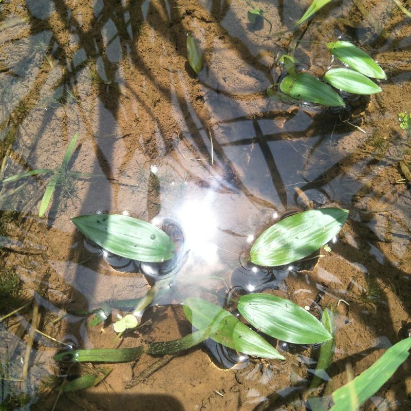 水上漂，水案板，浅水绿化水生植物，可入药，自然生长无化肥