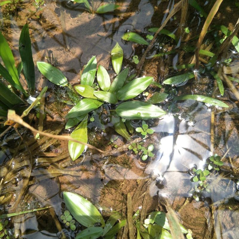水上漂，水案板，浅水绿化水生植物，可入药，自然生长无化肥