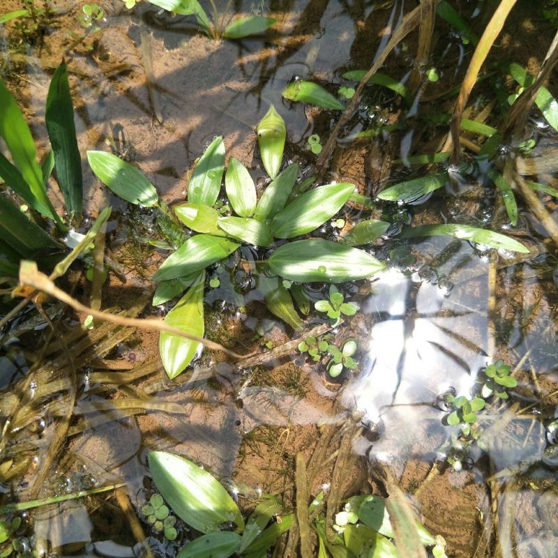 水上漂，水案板，浅水绿化水生植物，可入药，自然生长无化肥