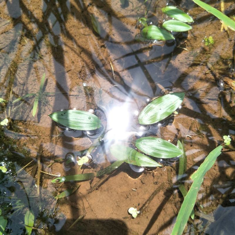 水上漂，水案板，浅水绿化水生植物，可入药，自然生长无化肥