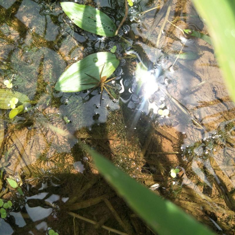 水上漂，水案板，浅水绿化水生植物，可入药，自然生长无化肥