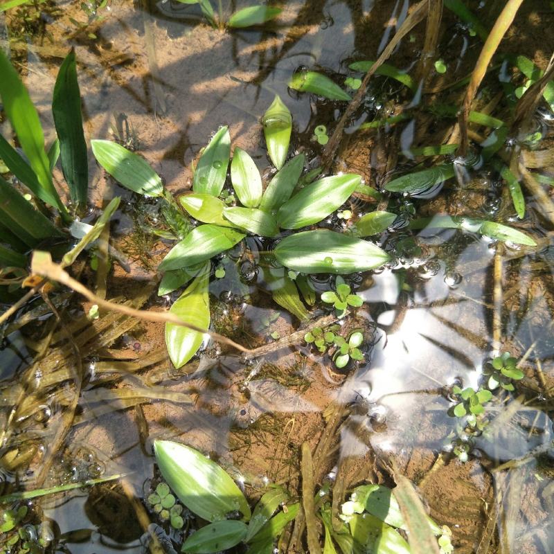 水上漂，水案板，浅水绿化水生植物，可入药，自然生长无化肥