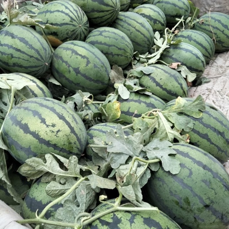 【甜王西瓜】山东莒县产地直发质量保证皮薄汁甜对接商超