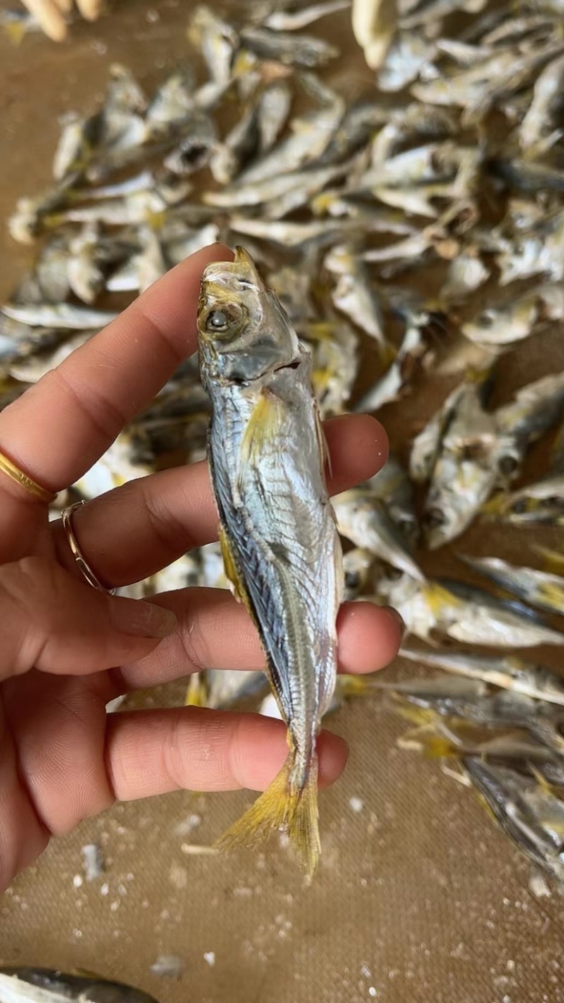 自产自销，本港黄尾小巴浪鱼，即食淡干，价格优惠