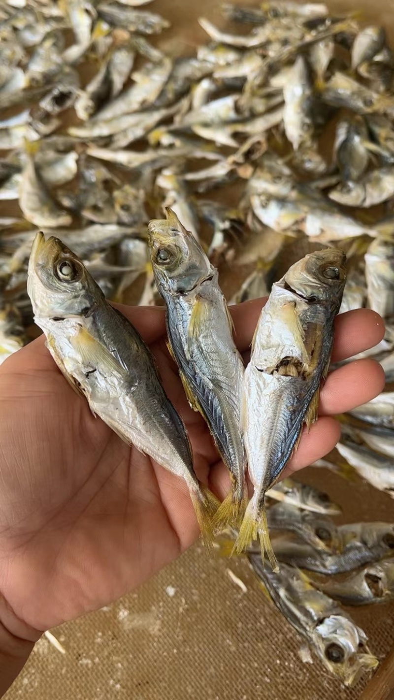 自产自销，本港黄尾小巴浪鱼，即食淡干，价格优惠