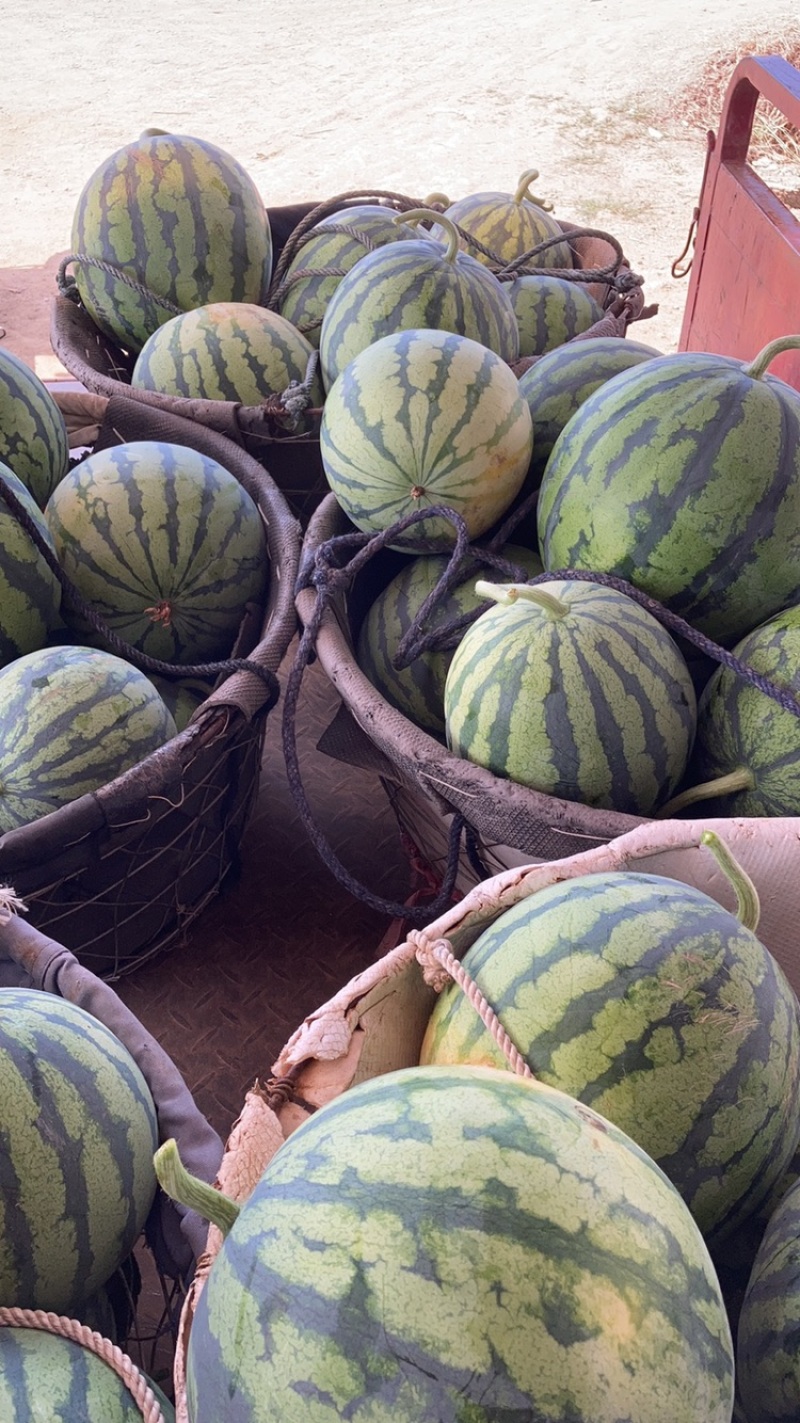 大棚头茬无籽已经结束，二批有籽瓜以大量上市，价格随行就市